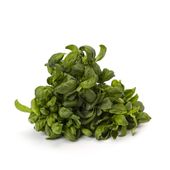 Albahaca Bandeja 1U