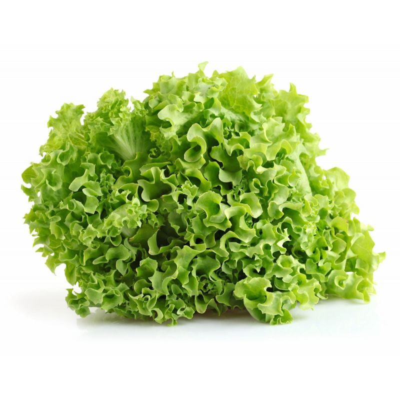 Lechuga-Francesa-1-5939